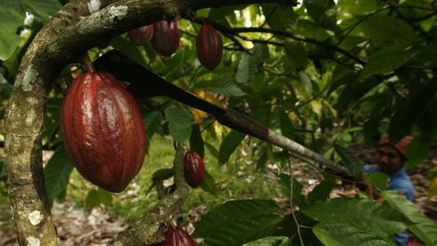Kakao fiyatlarında 'tarihi' ralli