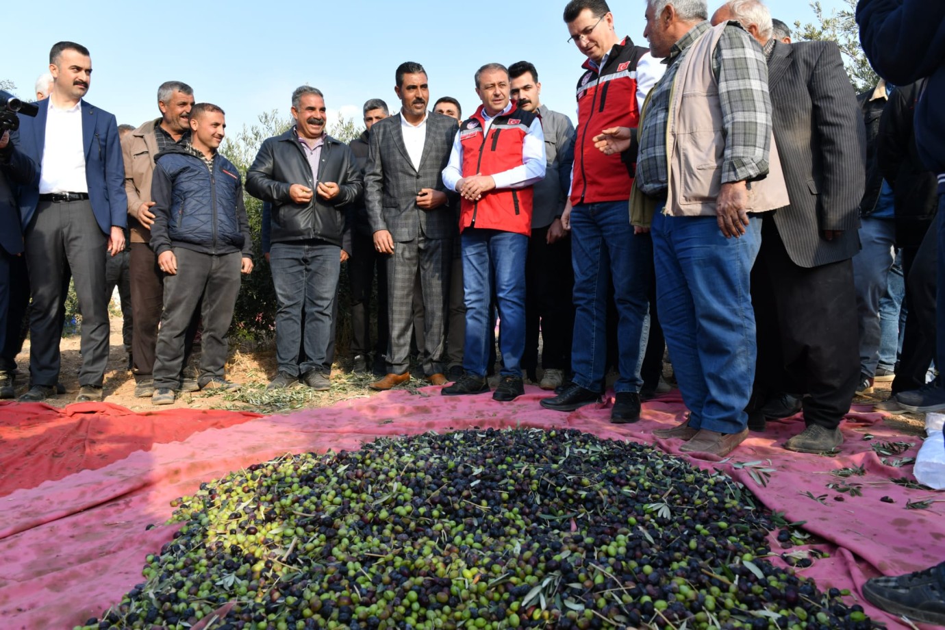 Vali Şıldak Zeytin Hasadına Katıldı