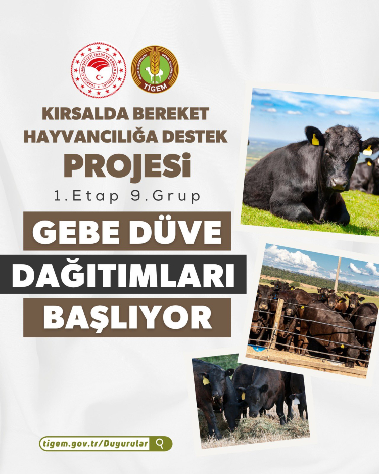 “Kırsalda Bereket”te 9. etap... Gebe düve dağıtımları başlıyor