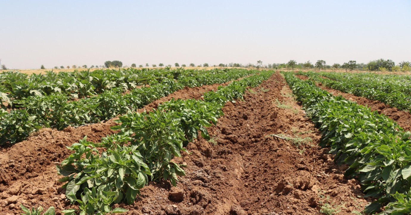 ŞANLIURFA BÜYÜKŞEHİR BELEDİYESİ ATA TOHUMLARINI GELECEĞE TAŞIYOR