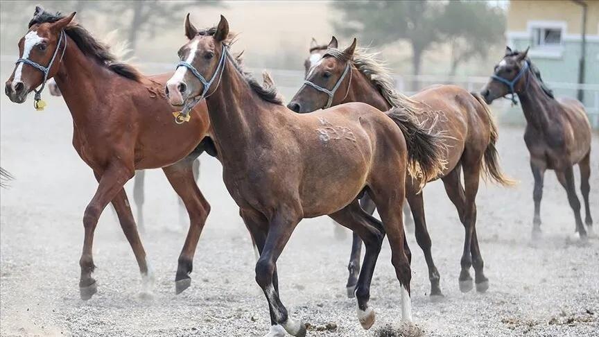 17 Safkan Arap Koşu Tayı Elektronik İhaleyle Satışa Çıkıyor