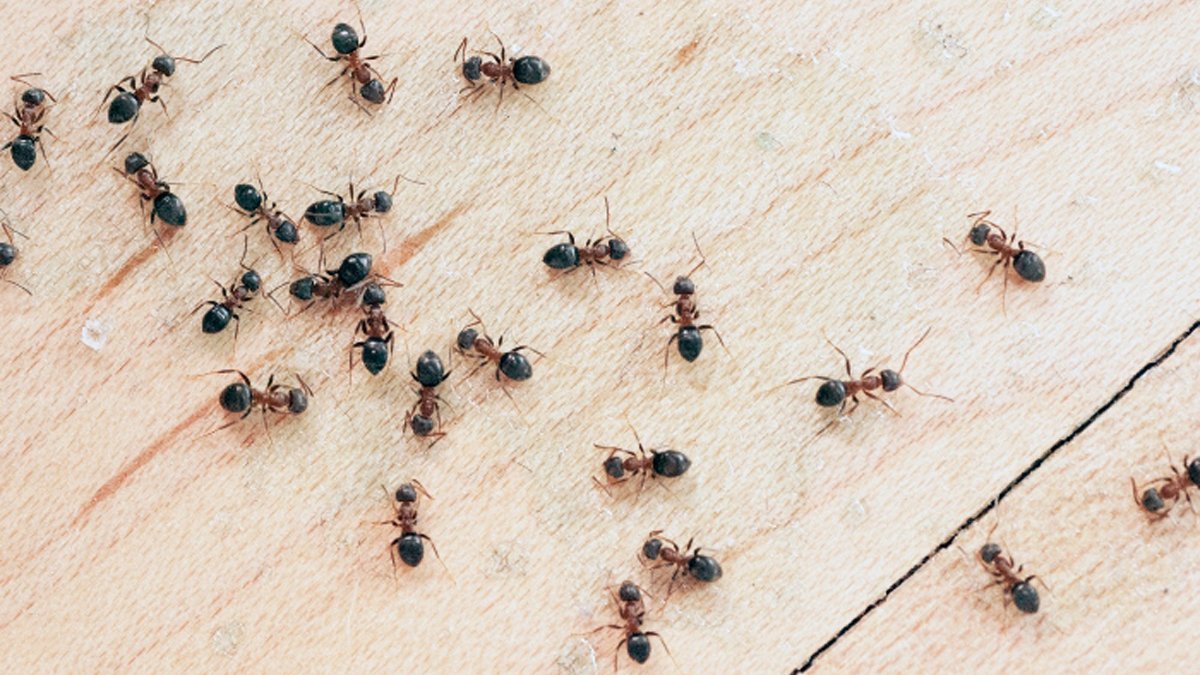 Evinizde karıncalarla mı uğraşıyorsunuz? Onlardan kurtulmak için bu numarayı kullanın!