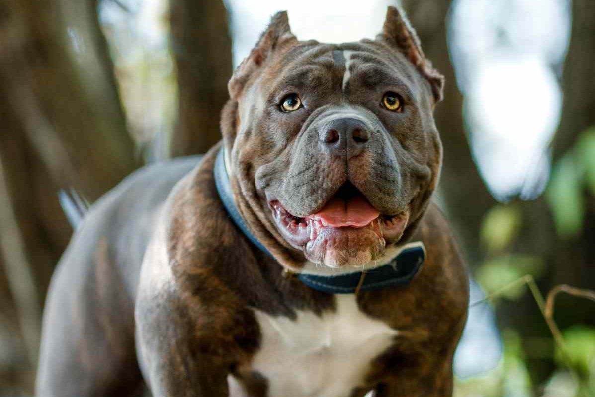 Yargıtay son noktayı koydu: Estetik masraflarını köpeğin sahibi öder