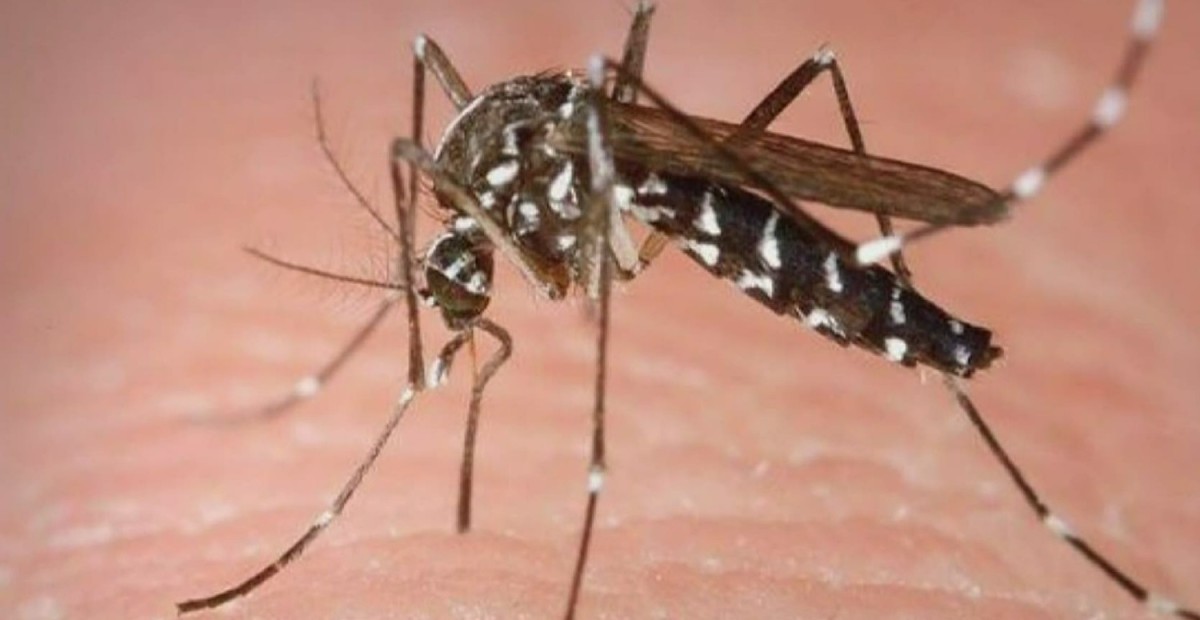Aedes sivrisineği nedir, nerelerde görülür? Asya kaplan sivrisineği görüntüsü nasıl, nasıl bir sinek?