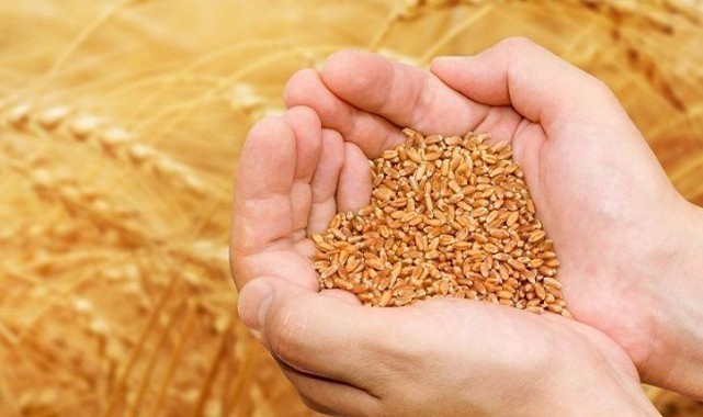 Urfa'da kırmızı mercimek, buğday ve mısır fiyatları