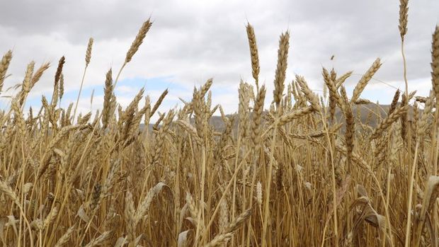 Pakistan Rusya'dan buğday ithalatını onayladı