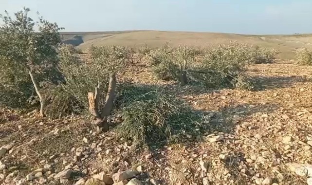 Hilvan ilçesinde yüzlerce ağaca kıydılar