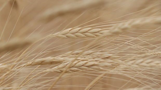 TMO, buğday ve ayçiçek yağı ithalatı için ihale açtı