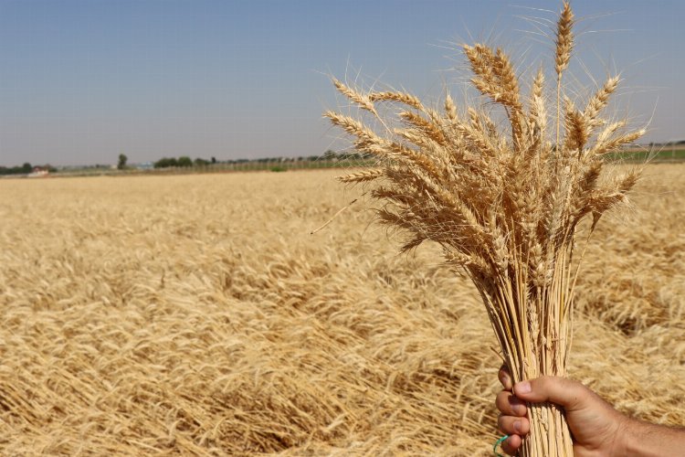 Büyükşehir'in halk ekmek için ektiği buğday filizlendi