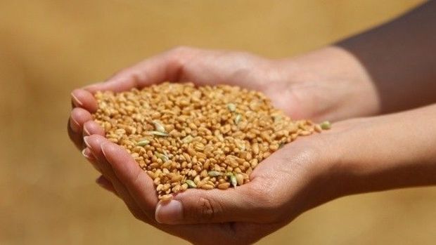 Bloomberg HT Tarım ABONE OL TARIM TMO 790 bin tonluk buğday ihalesinde teklifleri aldı