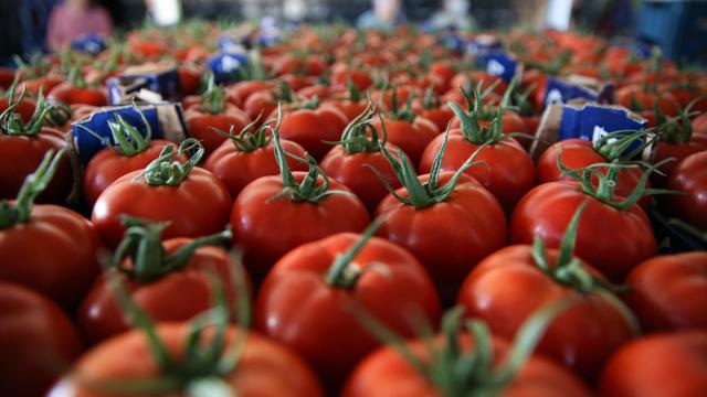 Domates ihracatına kısıtlama geldi
