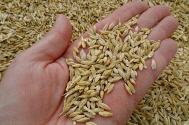 Buğday arpa fiyatları kaç lira oldu? Ticaret Borsaları ve TÜRİB 6 Mart hububat fiyatları belli oldu!