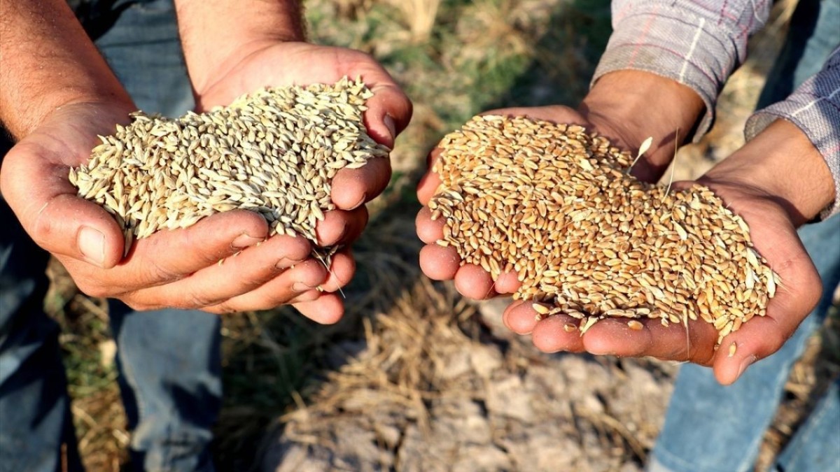 30 ekmeklik buğday, 12 makarnalık buğday ve 19 arpa çeşidinin ekimi yaygınlaştırılıyor!