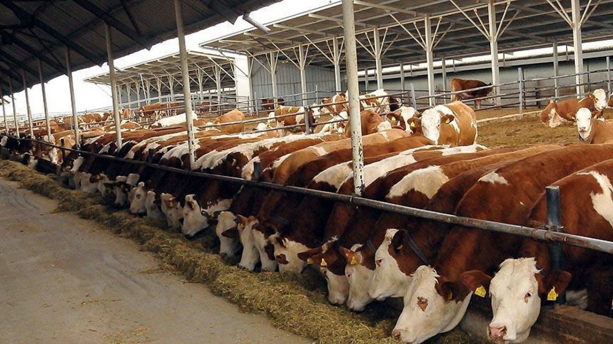 Tarım Bakanlığından 500 bin baş besilik sığır ithalatı için kontrol belgesi başvuru duyurusu!