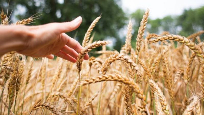 Arpa, mısır fiyatları arttı buğday fiyatları yerinde saydı!