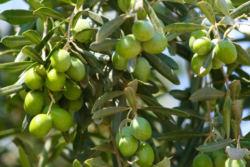 Zeytin Üreticilerine Yeni Sezon Fiyatları Açıklandı