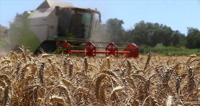 Buğday fiyatı açıklanacak mı? 5 Haziran Ticaret