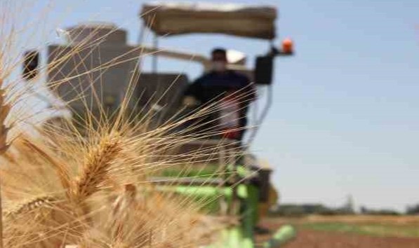 Şanlıurfa'da Türk mühendisler yerli ve milli tohum geliştirdi