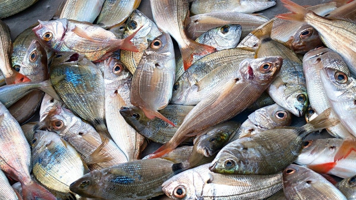 Dost olmayan ülkelerden balık ithalatını yasakladı