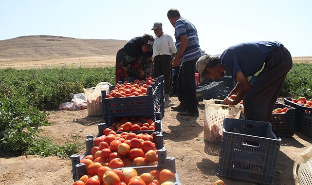 Urfalı çiftçinin Elazığ'da yetiştirdiği domatesler ihraç ediliyor
