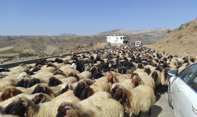 Göçerlerin sürüleriyle 2 ay süren yolculuğa başladı