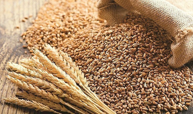 Şanlıurfa'da yeşil mercimek ve buğday kaç liradan satıldı?