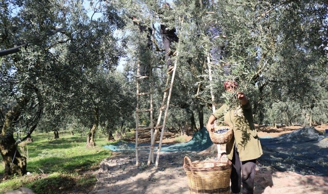 Zeytin tavan ve taban fiyatı belli oldu