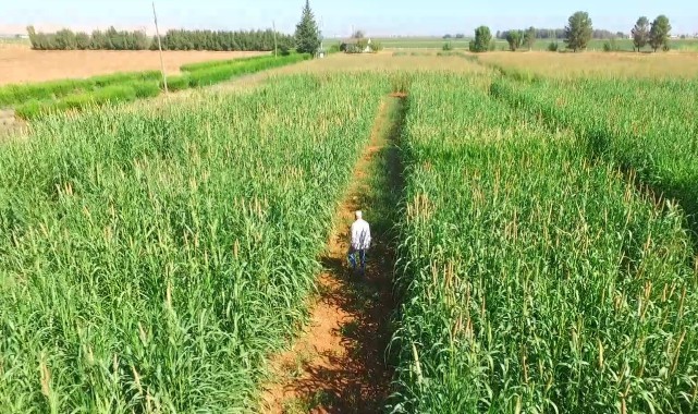 Kuraklığa dayanıklı ince darısı Urfa'da alternatif ürün olacak