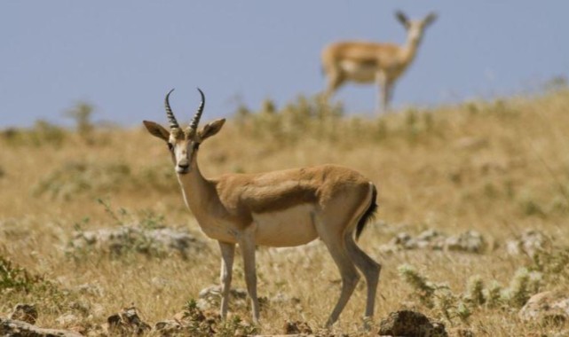 Urfa'da sayısı artan ceylanlar doğaya bırakıldı