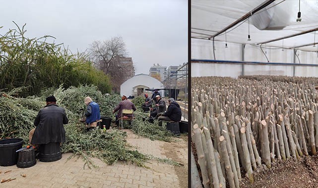 Şanlıurfa'da zeytin fidesi üretimi başladı