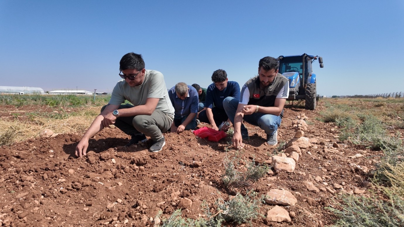 ŞANLIURFA’DA TARİHİ SAFRAN ÜRETİMİ BÜYÜKŞEHİR DESTEĞİYLE YENİDEN CANLANIYOR